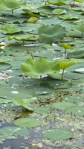 American lotus