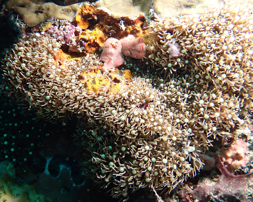 Briareum violaceum observed 2026-06-15