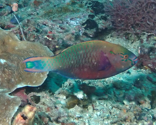 Swarthy Parrotfish (Scarus niger)
