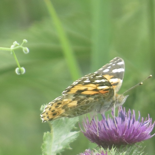 Painted Lady