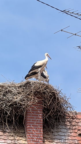 White Stork