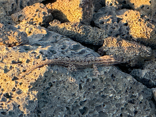 Hemidactylus frenatus observed 2025-01-08