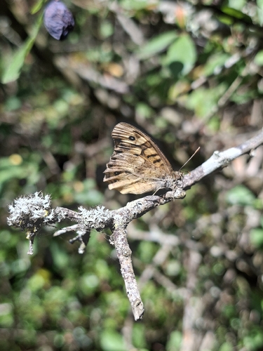 Speckled Wood