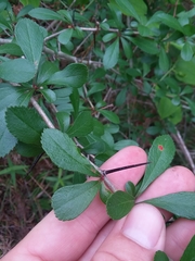 Crataegus berberifolia