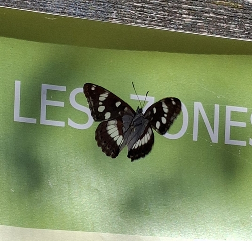 Southern White Admiral