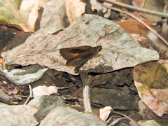Synapte pecta