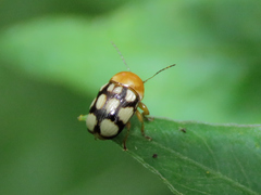 Cryptocephalus luteosignatus