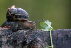 Cornu aspersum