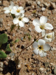 Leptosiphon chrysanthus decorus