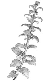 Nesogenes