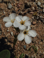 Leptosiphon chrysanthus decorus
