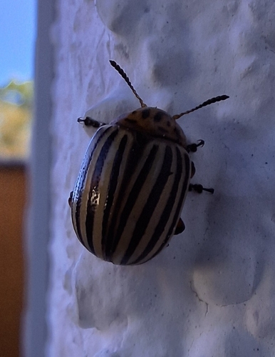 Colorado Potato Beetle