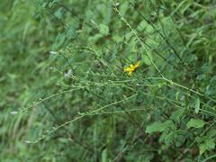 Linum viscosum, photograph (c) Daniel Cahen, some rights reserved (CC BY)