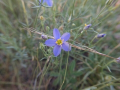 Giliastrum rigidulum