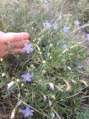 Giliastrum rigidulum