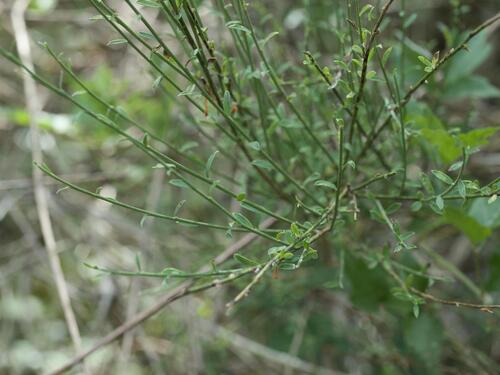 Genista cinerea, photograph 6