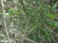 Genista cinerea, photograph (c) Daniel Cahen, some rights reserved (CC BY)