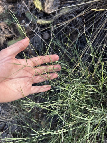 Bouteloua eriopoda