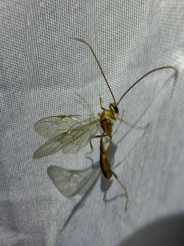iNaturalist observation photo of Enicospilus