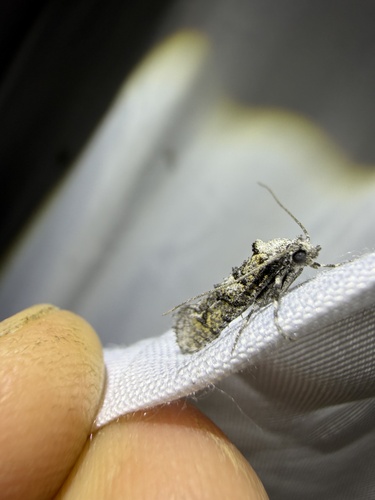 iNaturalist observation photo of Dyotopasta yumaella