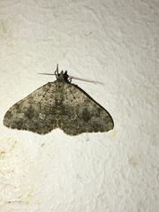 Coenotephria ablutaria