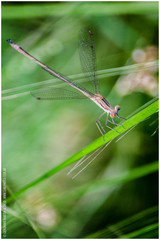 Lestes undulatus