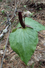 Trillium angustipetalum