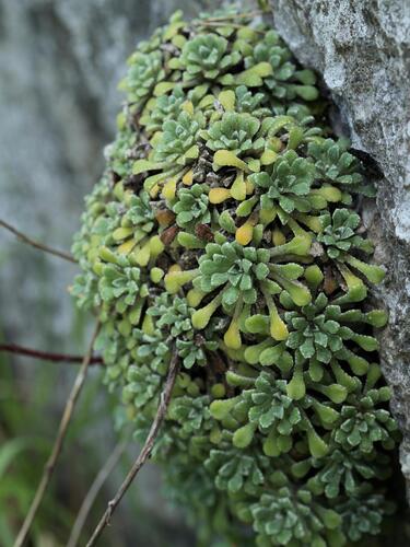 Saxifraga cochlearis, photograph 2
