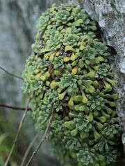 Saxifraga cochlearis, photograph (c) Daniel Cahen, some rights reserved (CC BY)