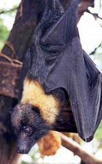 Marianas Flying Fox photo 2