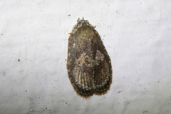 Cnesteboda celligera