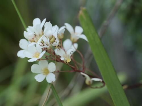 Saxifraga cochlearis, photograph 3