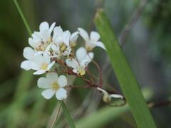 Saxifraga cochlearis, photograph (c) Daniel Cahen, some rights reserved (CC BY)