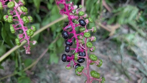 Featured image for “American pokeweed”