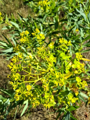 Euphorbia lucida, photograph 4