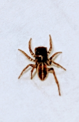 Attinella dorsata