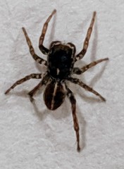 Attinella dorsata