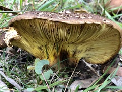 Phylloporus clelandii