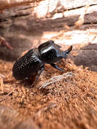 Horned Stag Beetle