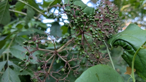 Featured image for “American black elderberry”