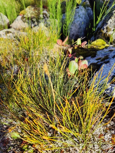 Anthoxanthum nipponicum (Anthoxanthum nipponicum)