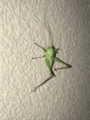 Pediodectes haldemanii