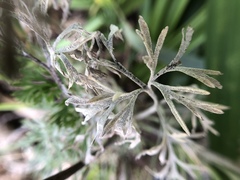 Erysiphe eschscholziae