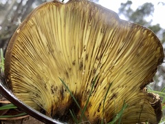 Phylloporus clelandii