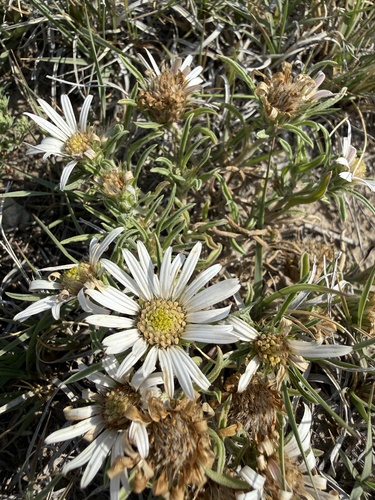 Townsendia grandiflora