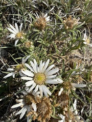 Townsendia grandiflora
