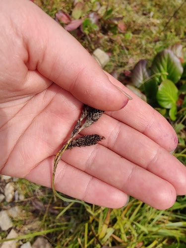 Carex aterrima (Carex aterrima)