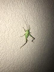 Pediodectes haldemanii