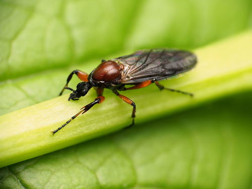 Bibio articulatus photo 3