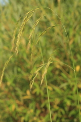 Festuca extremiorientalis
